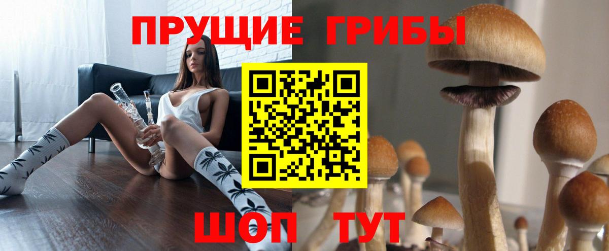 Псилоцибиновые грибы Psilocybe Кохма